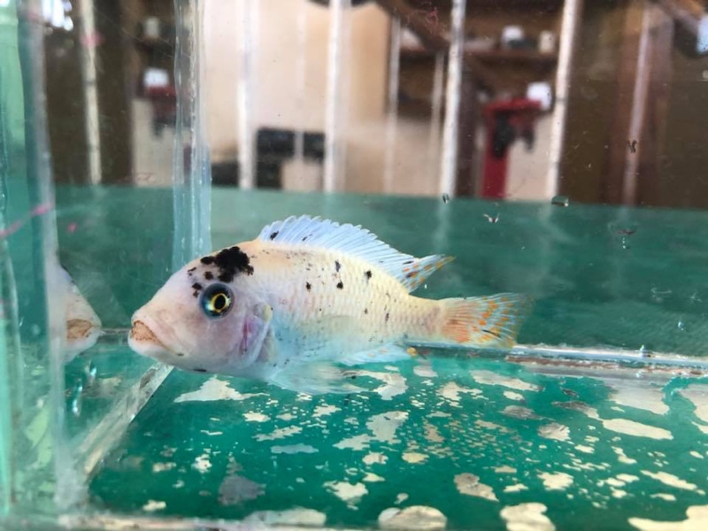 Maylandia zebra 'Londo Bay'